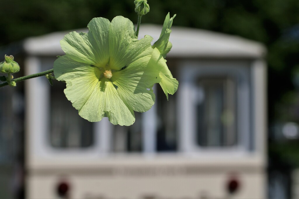 タチキアオイとリリ－トレイン