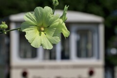 タチキアオイとリリ－トレイン