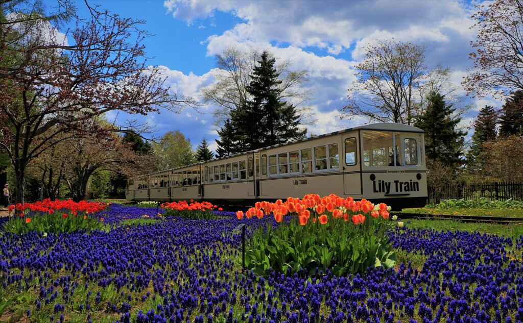 チューリップとリリ－トレイン(百合が原公園）