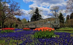 チューリップとリリ－トレイン(百合が原公園）