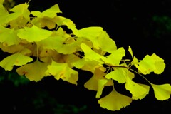 冬が来る前にもう一度あいたい♪