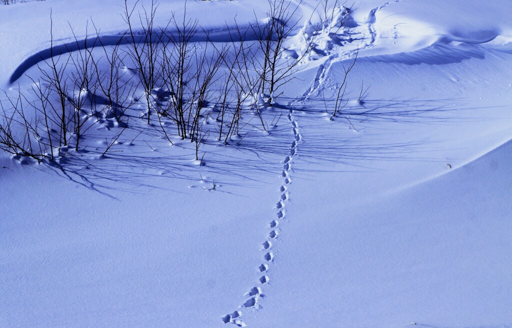 キタキツネ足跡