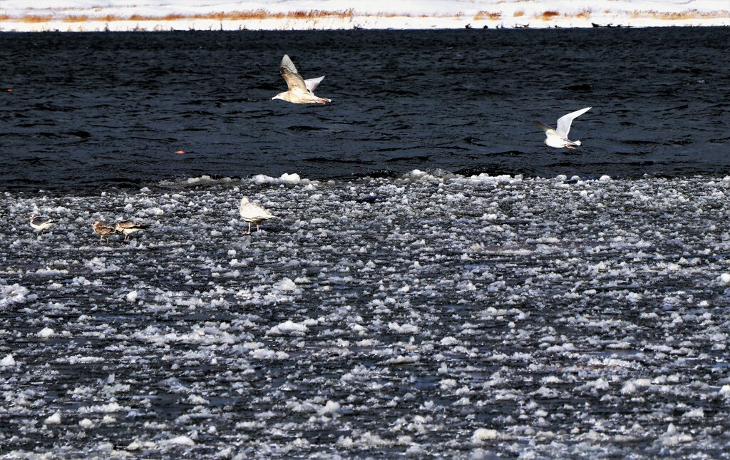 凍てつく石狩川河口Ⅱ