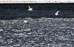 凍てつく石狩川河口Ⅱ