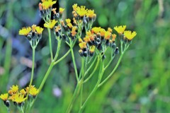 ヤナギタンポポ