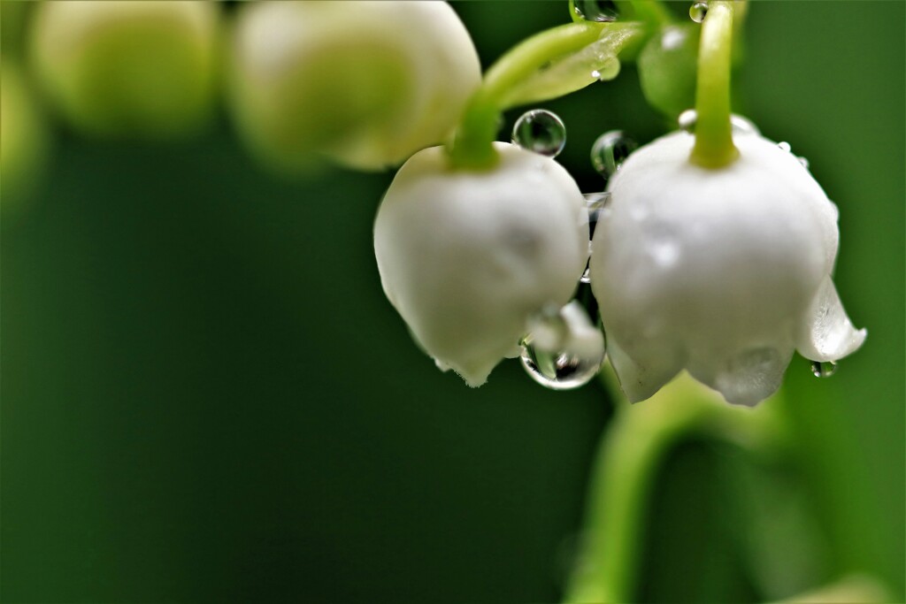 雨がやんだらお別れなのね♪