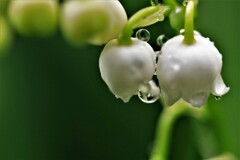 雨がやんだらお別れなのね♪