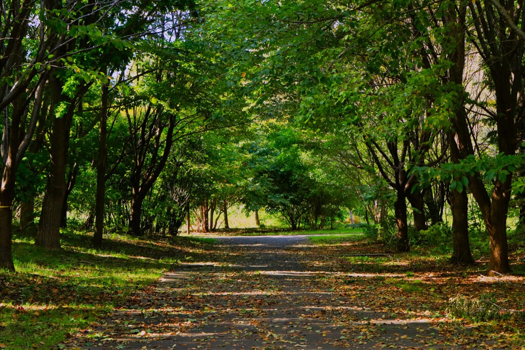 札幌手稲前田森林公園から