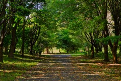 札幌手稲前田森林公園から