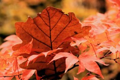 紅葉最終章