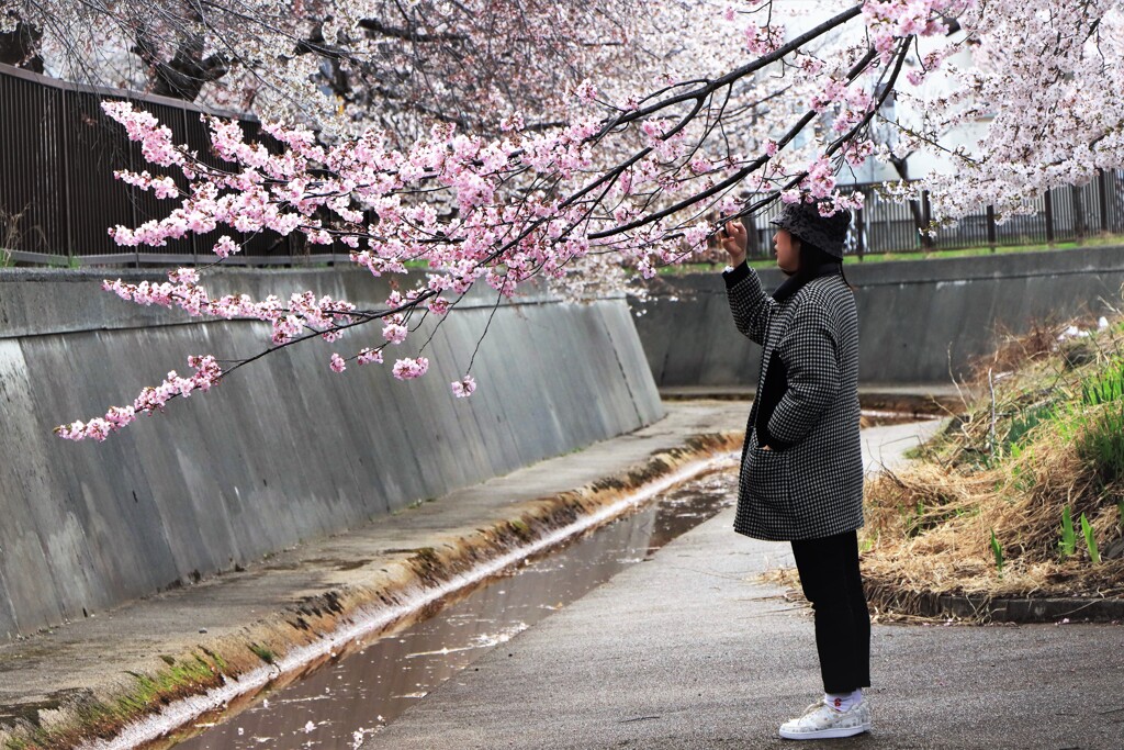 桜Ⅰ
