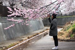 桜Ⅰ