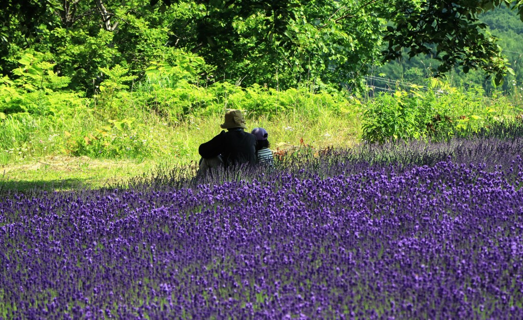 札幌幌見峠ラベンダ－