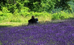 札幌幌見峠ラベンダ－