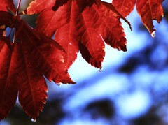 紅葉Ⅱ(カエデの涙) 紅葉Ⅱ(カエデの涙)