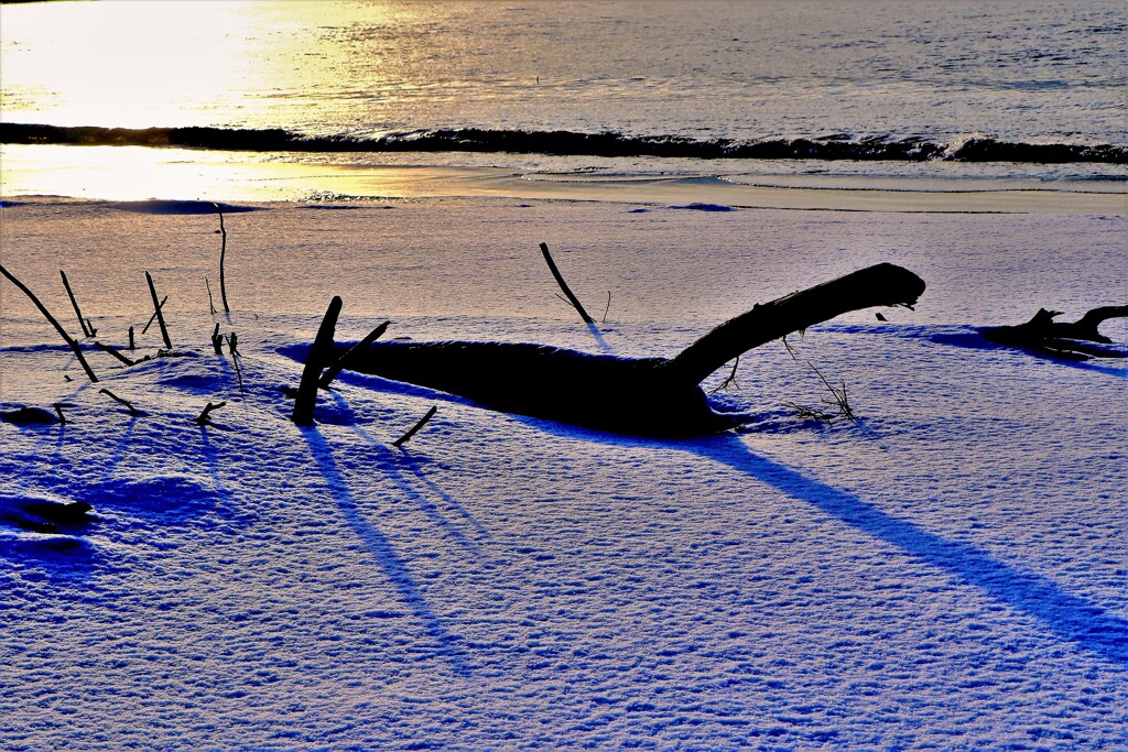 冬の流木