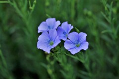 亜麻の花Ⅱ