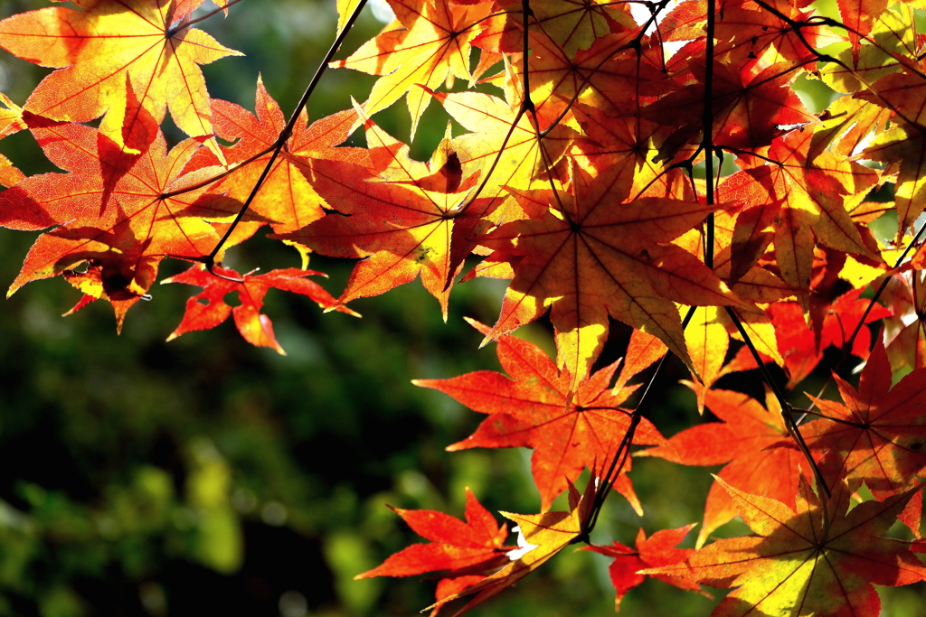 カエデ紅葉