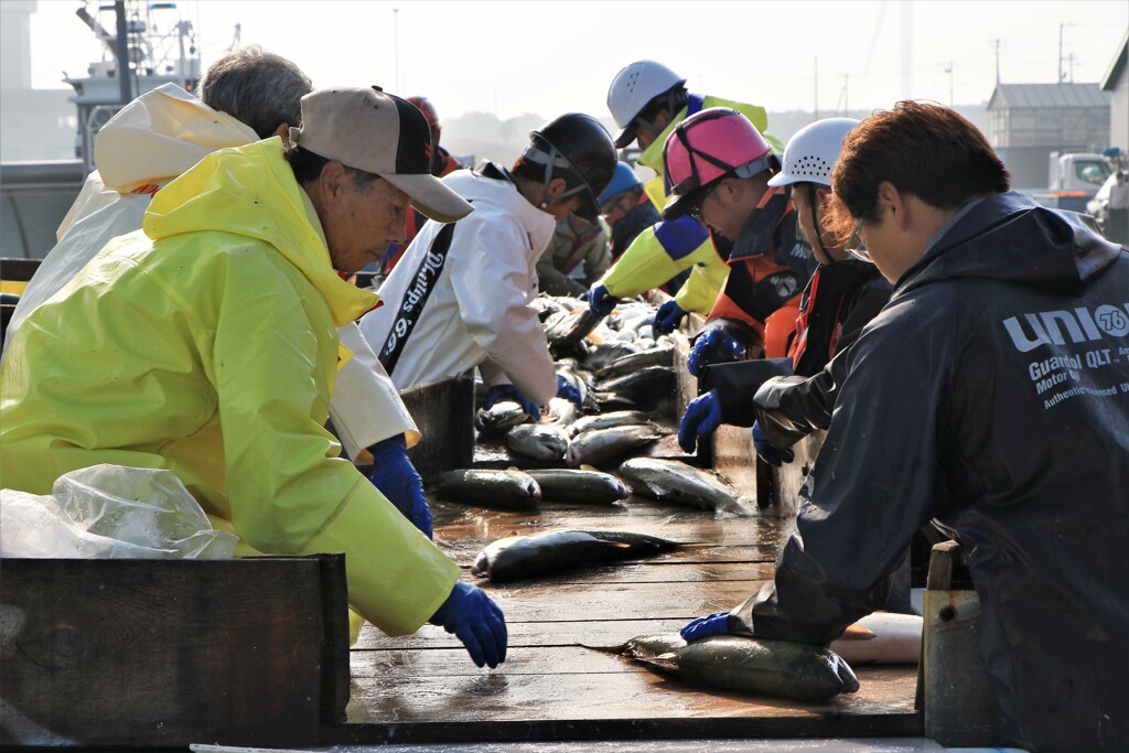 鮭の選別
