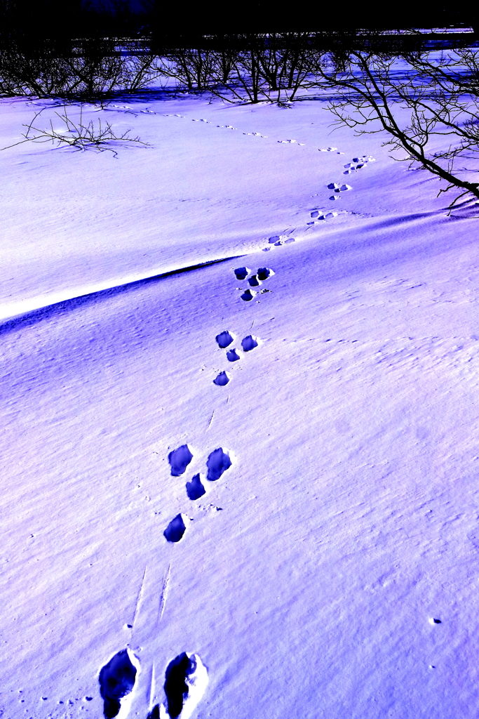 野兎の足跡