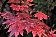 小さい秋見つけた～