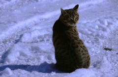 SNOWandCAT SNOWandCAT