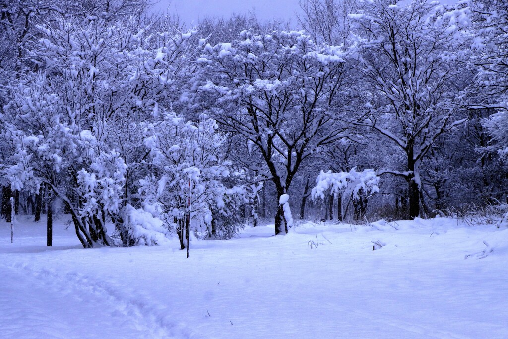 もう根雪③
