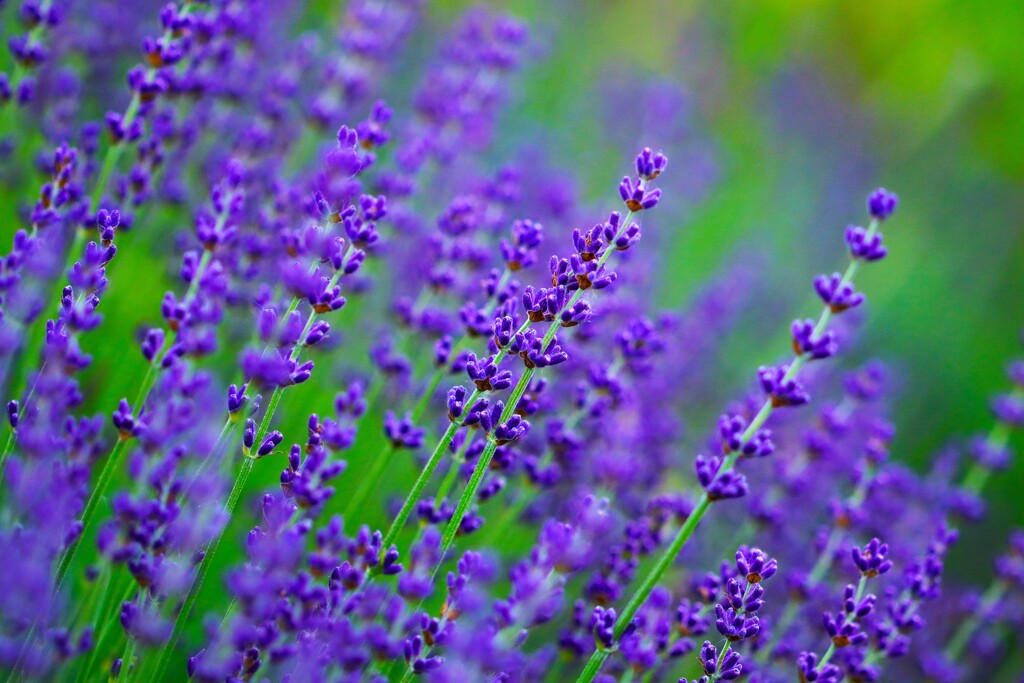 ラベンダ－が咲きだしました