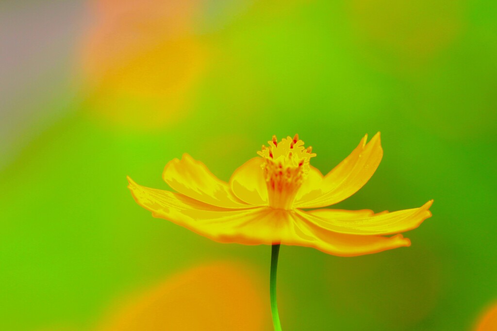 キバナコスモス