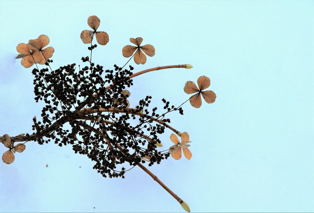 雪の下で咲く（ツルアジサ)