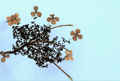 雪の下で咲く（ツルアジサ)