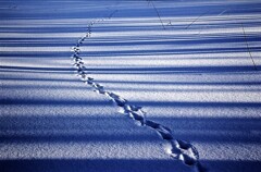 雪影と獣路Ⅱ(蔵出）