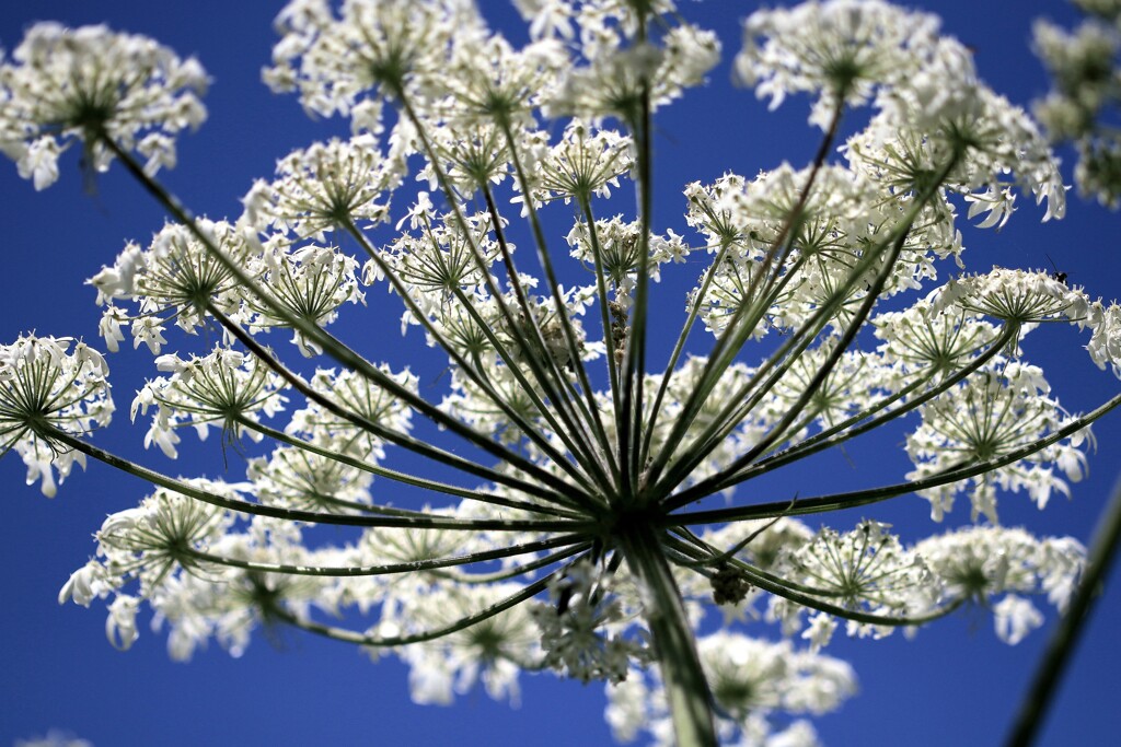 エゾニュウム？