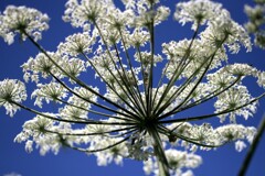 エゾニュウム？