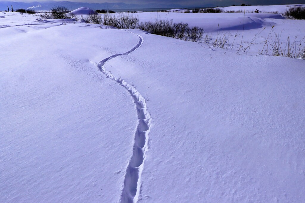 キタキツネの足跡
