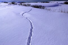 キタキツネの足跡