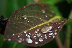 september rain(9月の雨）