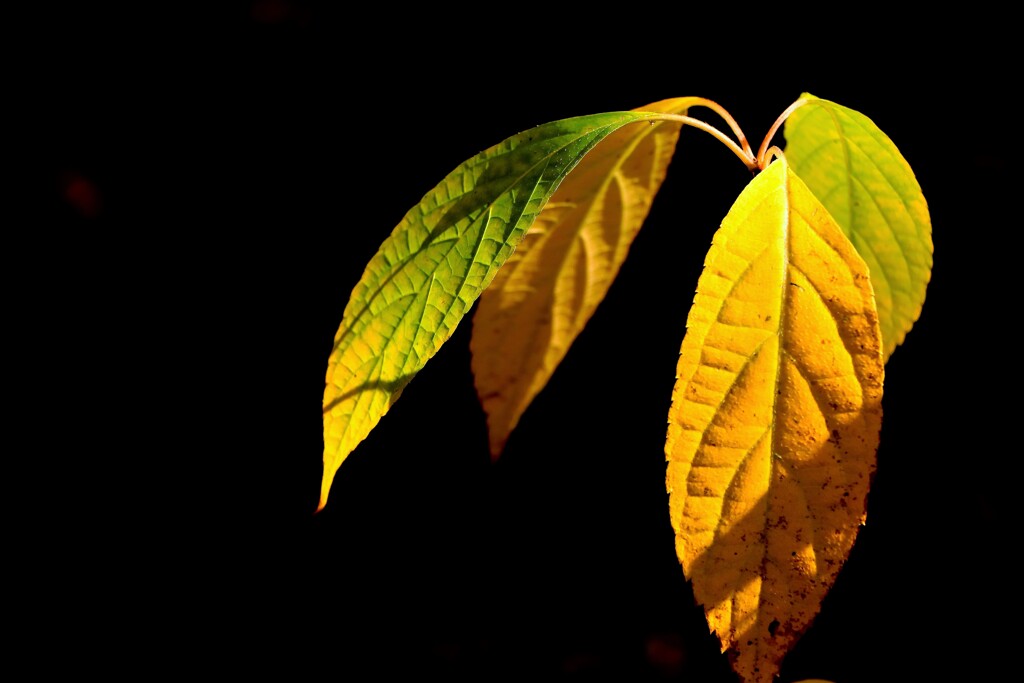 それぞれの秋♪Ⅱ