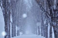 雪は降るあなたは来ない♪