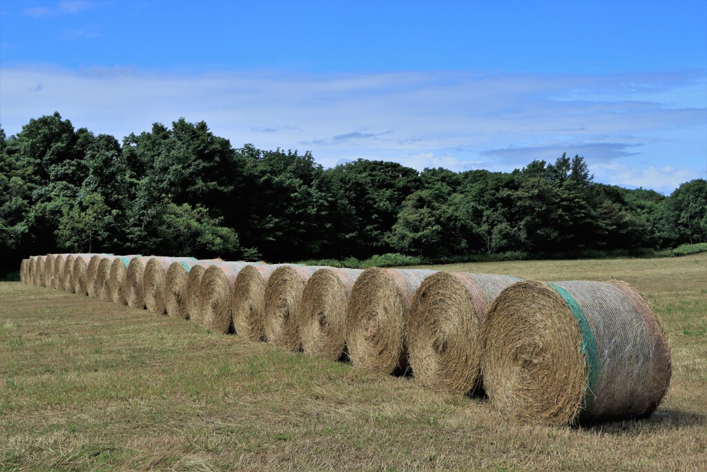 牧草ロール