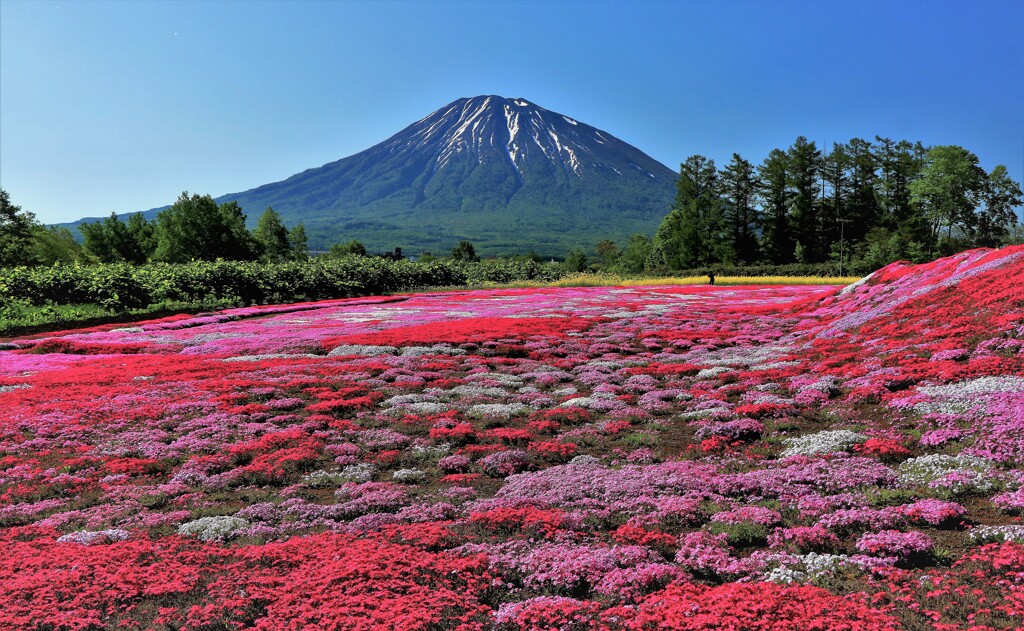 2022年三島さんちの芝桜