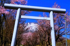 羊蹄山と桜（桜最終章）