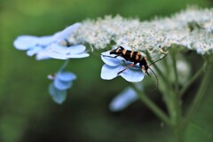 紫陽花と昆虫
