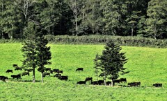 黒毛和牛 黒毛和牛