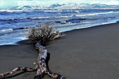 冬の石狩浜流木