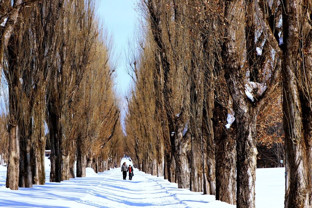 冬のポプラ並木