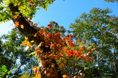 紅葉の始まり