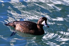 あらこんにちは！