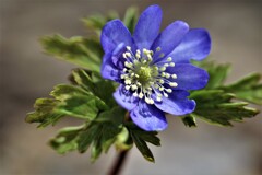 春を告げる花たちⅠ