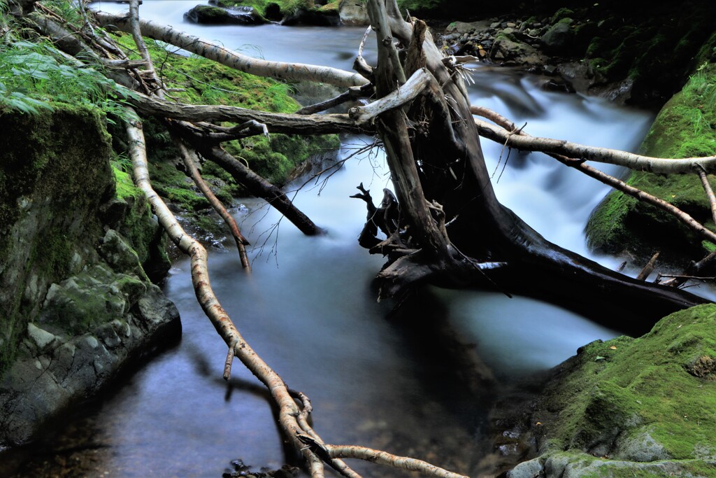 流れに身をまかせⅤ